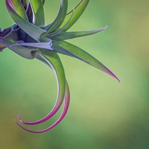 Images Dated 20th July 2024: USA, Washington State, Seabeck. Close-up of air plant