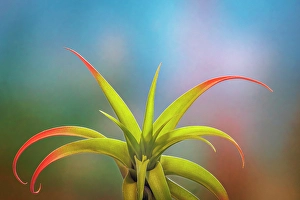 Images Dated 20th July 2024: USA, Washington State, Seabeck. Close-up of air plant