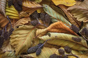 USA, Washington State, Seabeck. Close-up of fallen alder leaves and cones