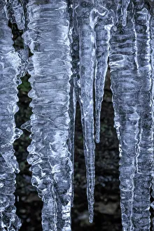 Images Dated 20th October 2022: USA, Washington State, Seabeck. Close-up of icicles
