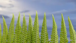 Images Dated 1st November 2021: USA, Washington State, Seabeck. Fern forest against sky