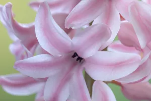 Pale Prints: USA, Washington State, Seabeck. Detail of hyacinth blossoms