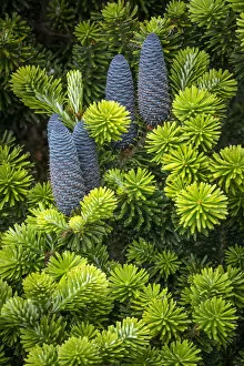 USA, Washington State, Seabeck. Korean spruce tree with cones