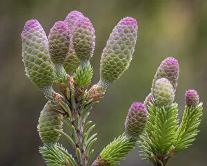 USA, Washington State, Seabeck. Norway spruce cones close-up