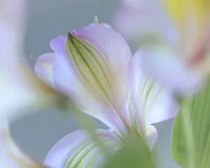 USA, Washington State, Seabeck. Detail of Peruvian lilies