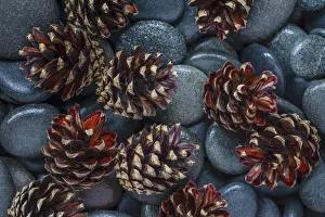 Earth Tone Prints: USA, Washington State, Seabeck. Pine cones and stones detail