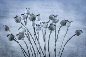 Poppy Prints: USA, Washington State, Seabeck. Poppies gone to seed