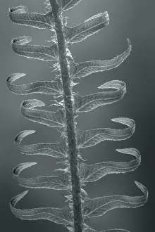 Monotone Prints: USA, Washington State, Seabeck. Sword fern in spring