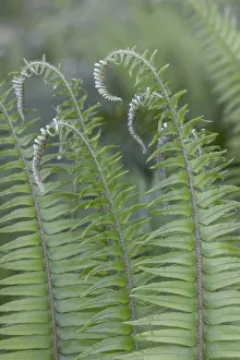 Images Dated 4th October 2021: USA, Washington State, Seabeck. Sword ferns in spring