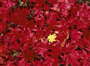 Adnt Prints: USA, Washington State, Seatle, Park Arboretun, Close up of Japanese maple leaf (Acer sp. )