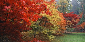 Images Dated 15th February 2013: USA, Washington State, Seattle, Washington Park Arboretum, View of autumn trees in park