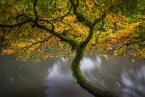 Fern Prints: USA, Washington State, Seattle. Japanese maple and pond in Kubota Garden. Credit as