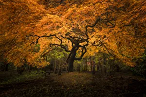 Images Dated 2nd December 2018: USA, Washington State, Seattle. Japanese maple in Kubota Gardens Park