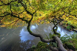 Images Dated 18th November 2018: USA, Washington State, Seattle. Japanese maple and pond in Kubota Garden. Credit as