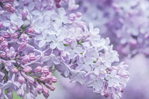 Prints of USA, Washington State, Seattle. Kubota Garden, lilac close-up Images Dated 2019 May: USA, Washington State, Seattle. Kubota Garden, lilac close-up