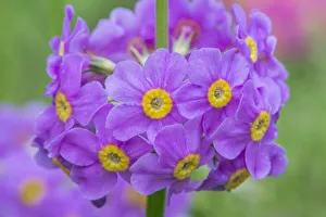 Images Dated 1st May 2019: USA, Washington State, Seattle. Kubota Garden, Candelabra Penstemon