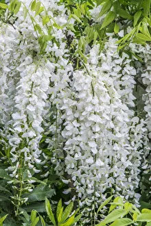 Images Dated 1st May 2019: USA, Washington State, Seattle. Kubota Garden, wisteria