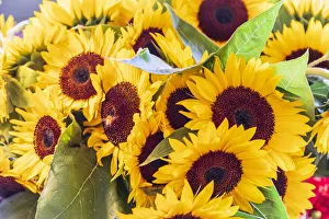 Public Market Prints: USA, Washington State, Seattle, Pike Place Market. Sunflowers for sale