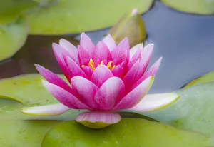 Floating Prints: USA, Washington State, Seattle, Woodland Park garden with waterlilies blooming