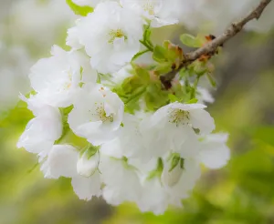 USA, Washington State, Seattle, Washington Arboretum, Springtime cherry blooming