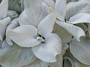 Images Dated 1st September 2022: Usa, Washington State, Seattle. Lamb's-ear (Stachys byzantina) close-up