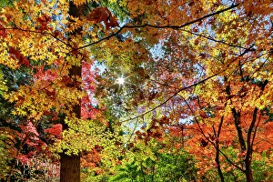 Images Dated 28th October 2013: USA, Washington State, Seattle