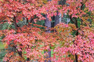USA, Washington State, Seattle. Washington Park Arboretum in the fall with red leaves on maple trees