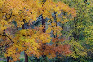 Backlighting Prints: USA, Washington State, Seattle