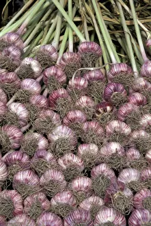 USA, Washington State, Seattle. Garlic display at Pike Place Market, Summer