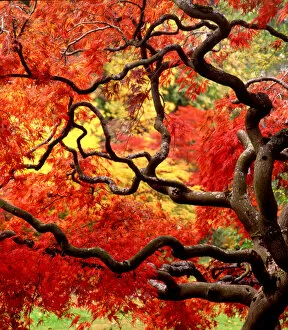 USA, Washington State, Seattle. Japanese maple tree (Acer palmatum Ever Red )