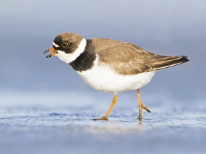 USA, Washington State. A Semipalmated Plover (Charadrius semipalmatus) on a Pacific