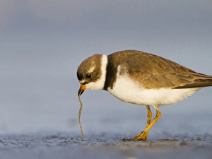 USA, Washington State. A Semipalmated Plover (Charadrius semipalmatus) pulls a worm