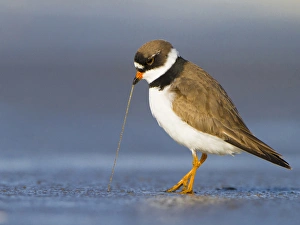 USA, Washington State. A Semipalmated Plover (Charadrius semipalmatus) pulls a worm