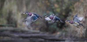 Gary Luhm Prints: USA. Washington State. Sequence flight of an adult male Wood Duck (Aix sponsa) over a marsh