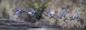 Images Dated 16th December 2015: USA. Washington State. Sequence flight of an adult male Wood Duck (Aix sponsa) over a marsh
