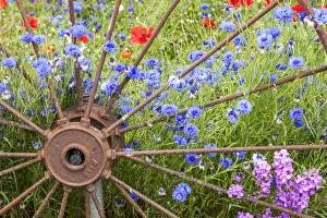 Images Dated 12th June 2020: USA, Washington State, Sequim, early summer with blooming bachelor