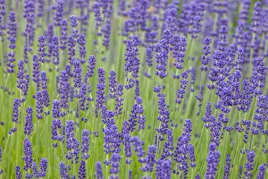 Images Dated 12th June 2020: USA, Washington State, Sequim, early summer blooming Lavender fields
