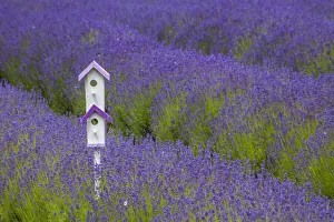 Images Dated 12th June 2020: USA, Washington State, Sequim, early summer blooming Lavender fields rows with bird house
