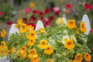 Images Dated 12th June 2020: USA, Washington State, Sequim, early summer blooming Nasturtium and white picket fence