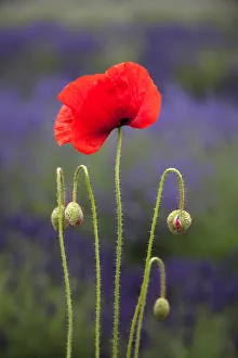 Poppy Prints: USA, Washington State, Sequim, early summer blooming red poppies