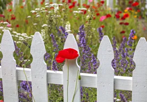 USA, Washington State, Sequim, early summer blooming red poppies with white picket fence