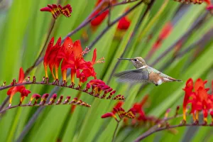 Jones And Shimlock Prints: USA, Washington State, Sequim. Rufous hummingbird and flowers