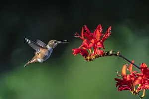 Images Dated 26th May 2021: USA, Washington State, Sequim. Rufous hummingbird and flowers