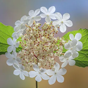 USA, Washington State, Silverdale. Highbush cranberry viburnum flowers close-up