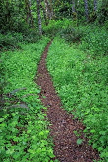 Fern Prints: USA, Washington State, Silverdale. Trail through Anderson Landing Preserve