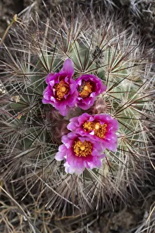 Images Dated 31st March 2020: USA, Washington State. Simpsons Hedgehog Cactus (Pediocactus simpsonii