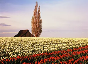 Deciduous Prints: USA, Washington State, Skagit Valley, Red and white tulip field with barn and poplar