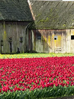 Landscape Prints: USA, Washington State, Skagit Valley. Tulip field and barn