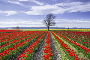 Images Dated 21st November 2018: USA, Washington State, Skagit Valley. Rows of red tulips and tree