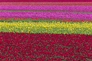 Images Dated 20th November 2018: USA, Washington State, Skagit Valley. Row patterns of tulips